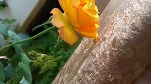 Роза Высший свет