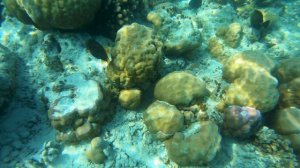 Мальдивы подводный мир_maldives under water_2023