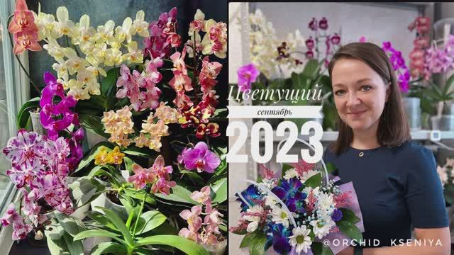 Цветущие орхидеи на подоконнике | Сентябрь-2023 | Пышное цветение фаленопсисов | Подробный обзор ?