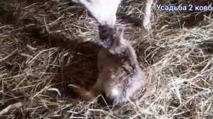 Окот козы ЛАМАНЧА