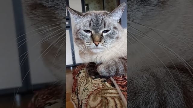 Значит суп с котом