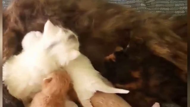 Животное на даче кошки,коты.Бездомная кошка приняла чужих котят. смотреть онлайн