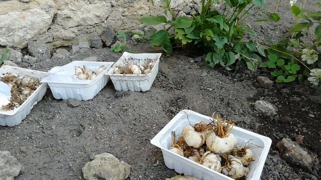 САЖАЕМ ЛИЛИИ. Особенности ОСЕННЕЙ ПОСАДКИ ЛИЛИЙ. смотреть онлайн