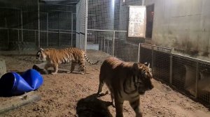 СЛЕПАЯ ТИГРИЦА обнимается с нами/BLIND TIGRESS embraces us