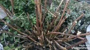 Крупнолистная  гортензия:Раскрытие весной и косметическая обрезка .