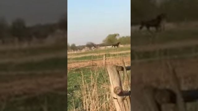 Конь вороной в белых кросах смотреть онлайн