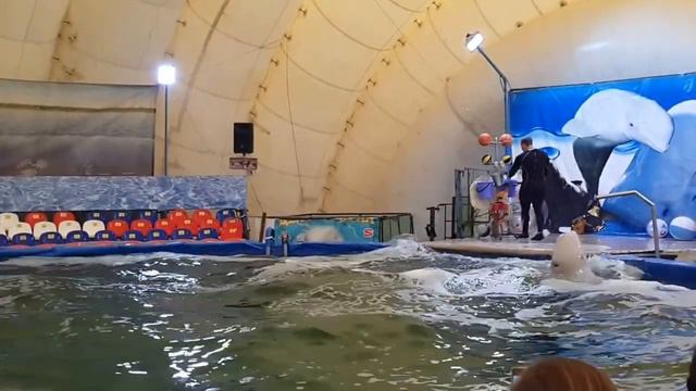 Дельфинарий Тюмень 2017 смотреть онлайн