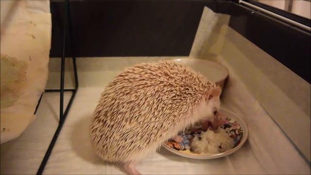 Рисовые шарики с насекомыми. Hedgehog supper смотреть онлайн