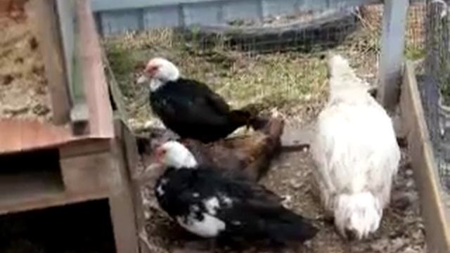 Мускусные утки (индоутки) жизнь стаей.// Воспитание утят.//Эксперименты с яйцами. смотреть онлайн