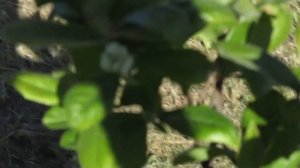 Зацвела мушмула в Подмосковье