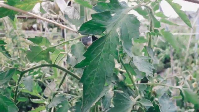 Вершкование куста томатов! Увеличит томаты, ускорит созревание смотреть онлайн