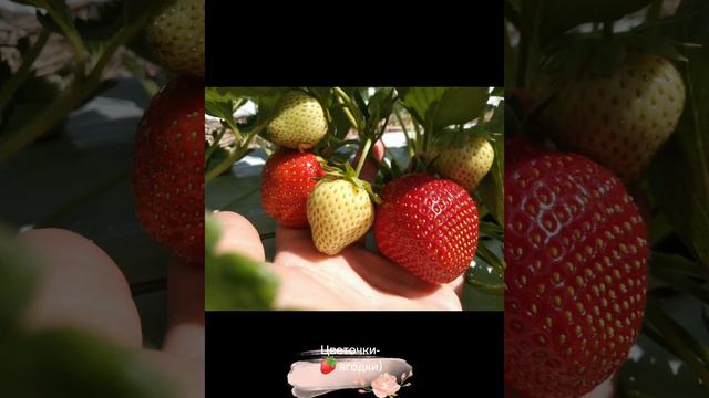 Сорт клубники Сибилла - прекрасная "итальянка"🥰🍓✅#strawberry  #клубникабомба #cvetochkiyagodki #hit