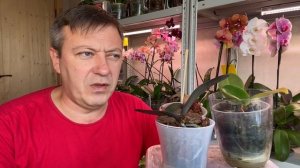 Горячевский ЗАМУЧАЛ ОРХИДЕИ в НЕ сосновой коре, что будет с орхидеей если её посадить в кору от