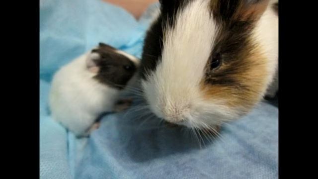 Семья морских свинок Смех, юмор , животные, грызуны поросята, взаимная подписка смотреть онлайн