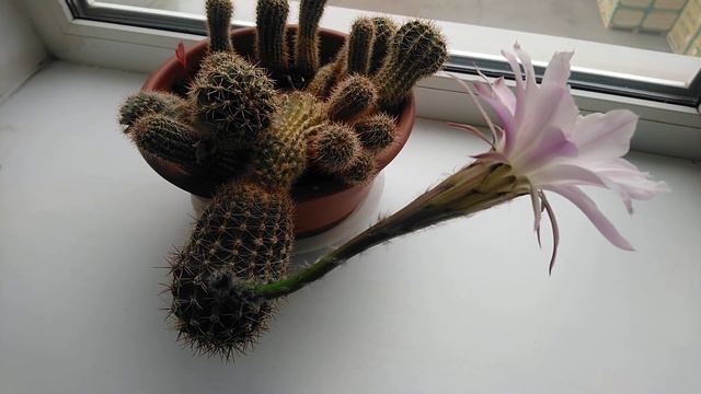 Кактус выпустил цветок. смотреть онлайн