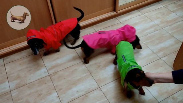 ? ? ? ^ ЧТО ЛУЧШЕ ОДНОЙ ТАКСЫ? ТОЛЬКО ТРИ ТАКСЫ! Одежда для ТАКСЫ (собаки) смотреть онлайн