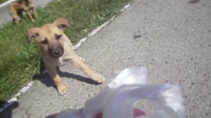 Действенный метод защиты от нападения бродячих собак