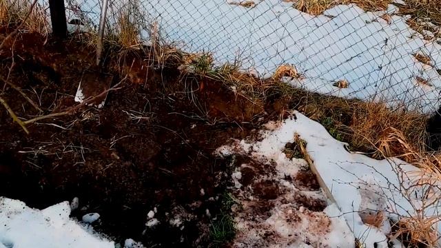 Не хотите видеть сетку-рабицу? Посадите живую изгородь из ели обыкновенной. смотреть онлайн