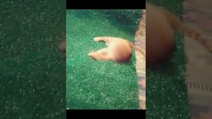 Шотландский вислоухий рыжий кот