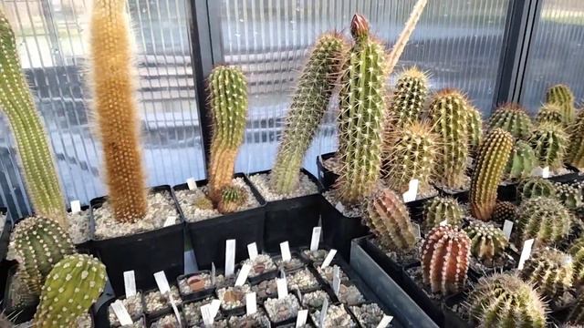 Кактусы.Мои короткие видео.Литопсы. смотреть онлайн