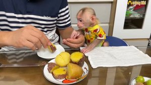 Super smart! Monkey BiBi find food when hungry