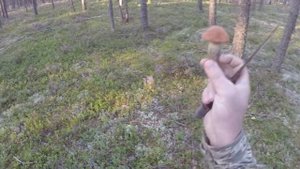 КИРИЛЛОВСКОЕ!!! ГРИБАЛКА!!! #КИРИЛЛОВСКОЕГРИБАЛКА