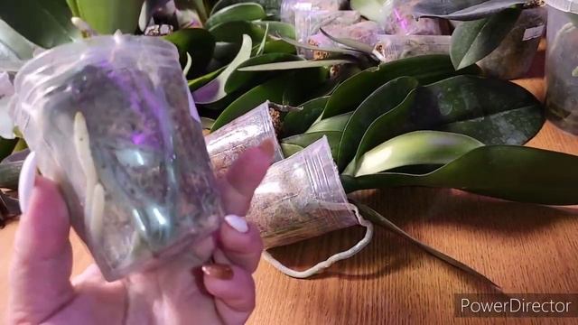 орхидеи Как понять когда поливать если корни зелёные?