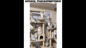 ПРИКОЛ - котеи, трансформируется