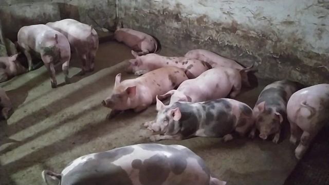 С Хвостом или Без?!Для Чего и Зачем❓Для чего Купируют Хвосты Поросятам?