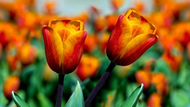 Великолепие цветов 2 - Magnificence of Flowers 2 - Елена Светлова смотреть онлайн