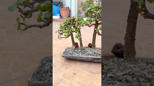 MINI BOSQUE PORTULACARIA 😍💚🌲🌳🌲🌳 #bonsai