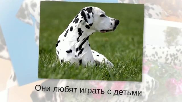 Породы собак - Далматинец. [Dalmatian (Dog Breed)]