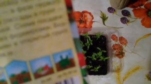 Пикировка томатов "СНЕГИРЕК"  часть1.   16.03.2018г.