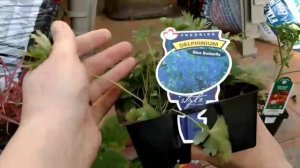 Покупка для сада и освобождение божьих коровок