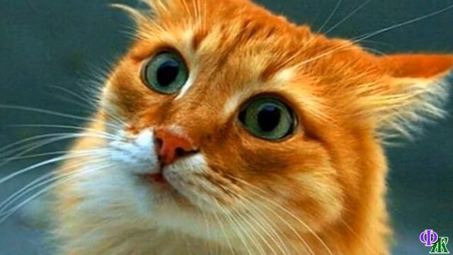Говорящий КОТ 25 «Их надо найти!» - Кот был встревожен, но не хотел говорить, он узнал кота в одеял