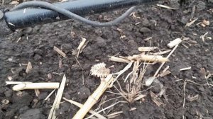 Нашёл зачётный знак в сохране. Поиск кладов.