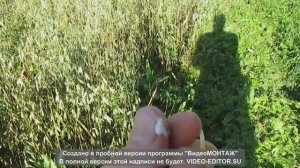 Овес молочной спелости. Сбор \ Oat milk ripeness. Gather