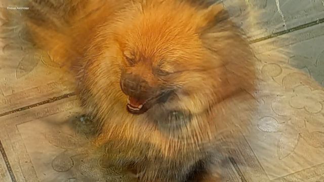 Котики и пёсики/ cats and dogs – relax/ релакс для позитива