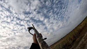 охота на голубя 2023 вяхирь, Налеты как гусиные