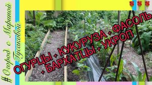 Бюджетная ШПАЛЕРА для ОГУРЦОВ в Открытом Грунте. Посмотрите Как Подвязать Огурцы