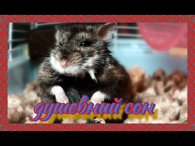 !!!  ДУШЕВНЫЙ СОН  !!!    #хомка #хомячок #хомячки #грызун #грызуны  #джунгарскийхомяк