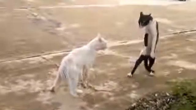 Кошки умеют ходить на двух лапах смотреть онлайн