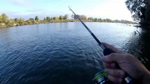 Судак на течении  Омск