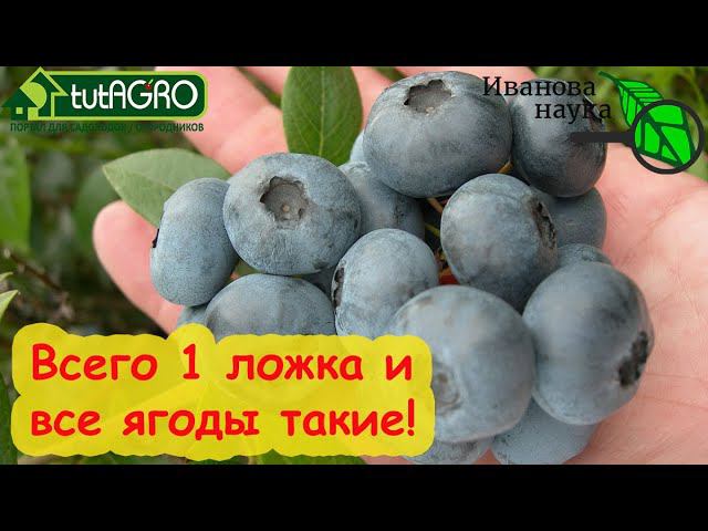 ЧУДО-УДОБРЕНИЕ ДЛЯ ГОЛУБИКИ и ГОРТЕНЗИЙ! УРОЖАЙ ОГРОМНЫЙ и ПЫШНОЕ ЦВЕТЕНИЕ ГАРАНТИРОВАНЫ!