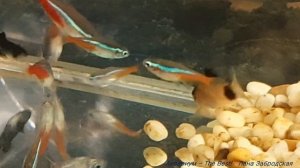 Таблетки для сомиков - любимая еда обитателей маленького аквариума