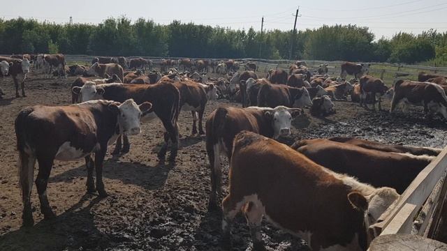 Герефорды телки 240 голов. Продажа породы Герефорд телки и нетели. Herefords heifers 240 heads. Sale