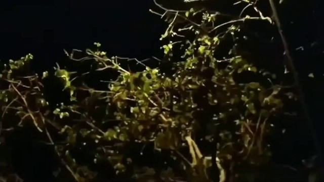 Летучие мыши. Нячанг, Вьетнам. смотреть онлайн