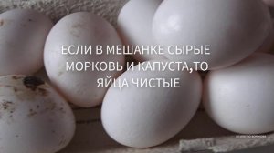 Куры сносят грязные яйца. Причина