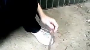 Звери - Лапами вверх