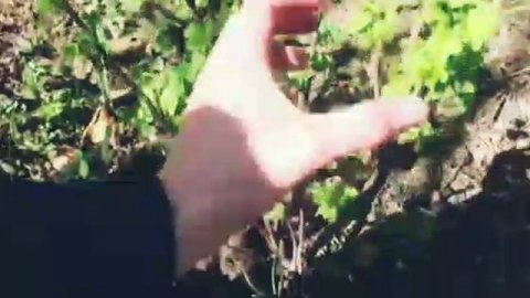 ВЛОГ.Что растёт!В каком состоянии рассада.Весна настоящая.Молдова.Теплицы